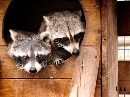 Tocando animales. Irconniños.com