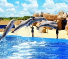 Marineland Cataluña. Irconniños.com