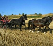 Paseo en carruaje. Irconniños.com