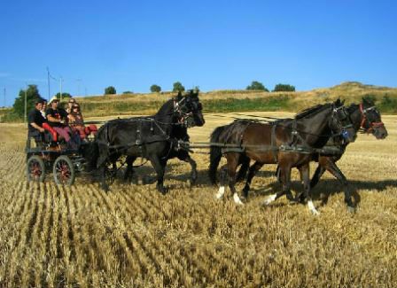 Paseo en carruaje. Irconniños.com