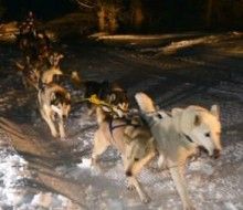 Paseo nocturno en Mushing + Cena. Irconniños.com