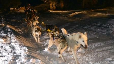 Paseo nocturno en Mushing + Cena. Irconniños.com