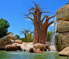 Bioparc Valencia. Irconniños.com