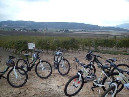 Paseo en bicicleta entre viñedos. Irconniños.com