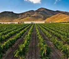 Visita a Bodega con zona infantil. Irconniños.com