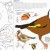 Talleres de ornitología en Ledesma. Irconniños.com