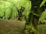 El último bosque medieval de Europa. Irconniños.com