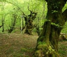 El último bosque medieval de Europa. Irconniños.com