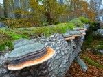 El último bosque medieval de Europa. Irconniños.com