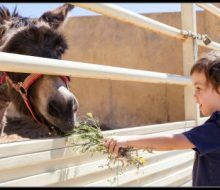 Granja escuela y paseo en borrico. Irconniños.com