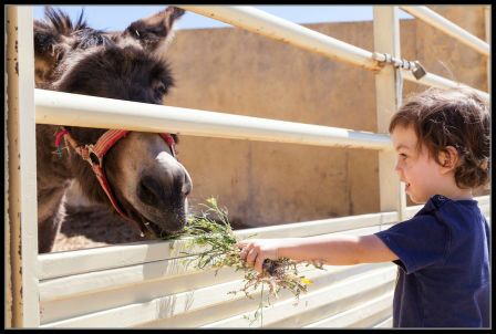 Granja escuela y paseo en borrico. Irconniños.com