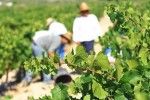 Enoescapada en Bodegas Castaño. Irconniños.com