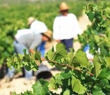 Enoescapada en Bodegas Castaño. Irconniños.com