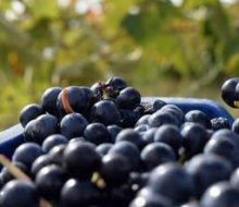 Viñedo con niños. Irconniños.com