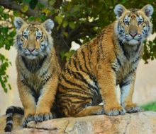 Terra Natura Benidorm. Irconniños.com