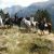 Excursión con caballos y ponis en Andorra. Irconniños.com