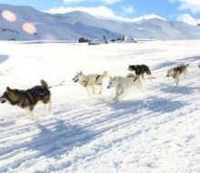 Trineos de perros nórdicos en La Partacua. Irconniños.com
