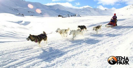 Trineos de perros nórdicos en La Partacua. Irconniños.com