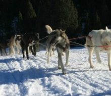 Mushing con niños en Andorra. Irconniños.com