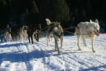 Mushing con niños en Andorra. Irconniños.com