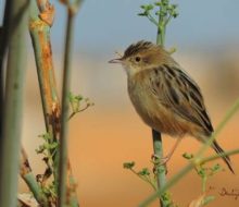 Excursiones de observación de aves. Irconniños.com