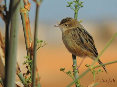 Excursiones de observación de aves. Irconniños.com