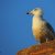 Excursiones de observación de aves. Irconniños.com