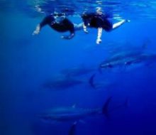 Tuna Tour. Irconniños.com