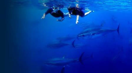 Tuna Tour. Irconniños.com