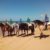 Paseos a caballo por Doñana. Irconniños.com