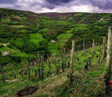 Visita a las Bodegas Vidas. Irconniños.com