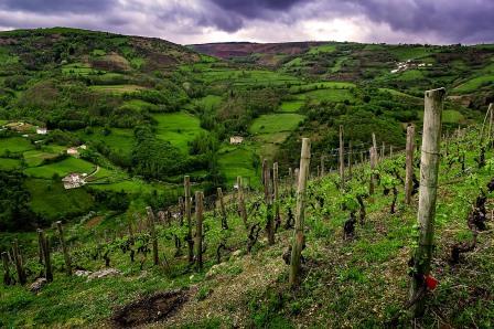 Visita a las Bodegas Vidas. Irconniños.com