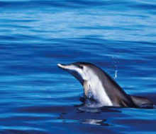 Flipper excursión para ver delfines y ballenas. Irconniños.com