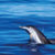 Flipper excursión para ver delfines y ballenas. Irconniños.com