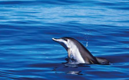 Flipper excursión para ver delfines y ballenas. Irconniños.com