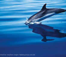 Delfines, kayak y senderismo. Irconniños.com