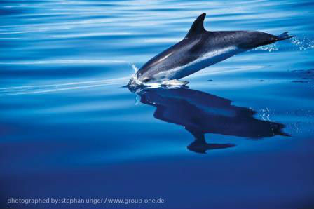 Delfines, kayak y senderismo. Irconniños.com