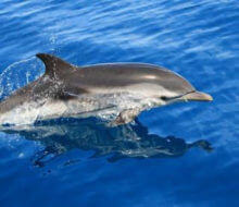 Excursiones y Rutas para ver delfines en Mazarrón. Irconniños.com