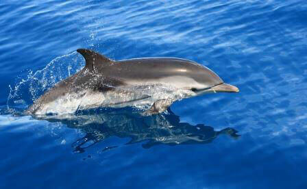 Excursiones y Rutas para ver delfines en Mazarrón. Irconniños.com