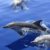 xcursiones y Rutas para ver delfines. Irconniños.com