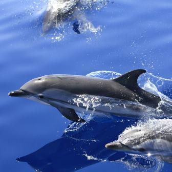 xcursiones y Rutas para ver delfines. Irconniños.com