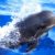 Excursiones y Rutas para ver delfines en Mazarrón. Irconniños.com