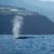 Flipper excursión para ver delfines y ballenas. Irconniños.com