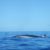 Flipper excursión para ver delfines y ballenas. Irconniños.com