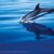 Flipper excursión para ver delfines y ballenas. Irconniños.com