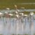 Visitas a Doñana y su entorno con niños. Irconniños.com