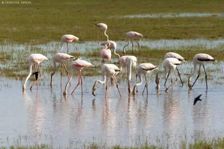 Visitas a Doñana y su entorno con niños. Irconniños.com