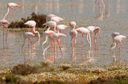 Visita en vehículo a Doñana. Irconniños.com