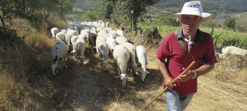 Caminos del Pastor. Irconniños.com