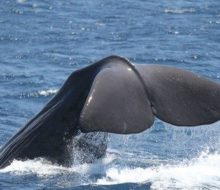 Excursión marítima ballenas y delfines. Irconniños.com